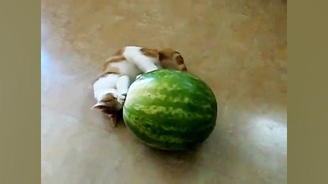 بچه گربه و هندوانه