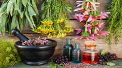 گفتگو بازار ؛ گیاهان دارویی را...