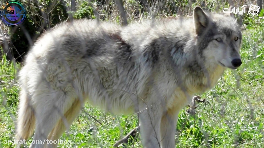 هشت تا از خطرناک ترین نژاد سگ...