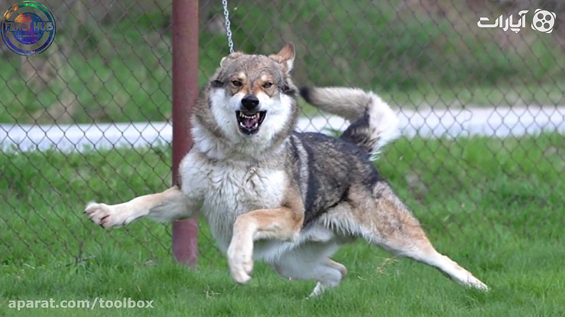 هشت تا از خطرناک ترین نژاد سگ...