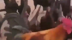 کلیپ طنز خنده دار حیوانات (عوا...