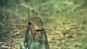 حملات و مبارزه حیوانات وحشی: م...
