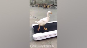 رقص مایکل جکسون