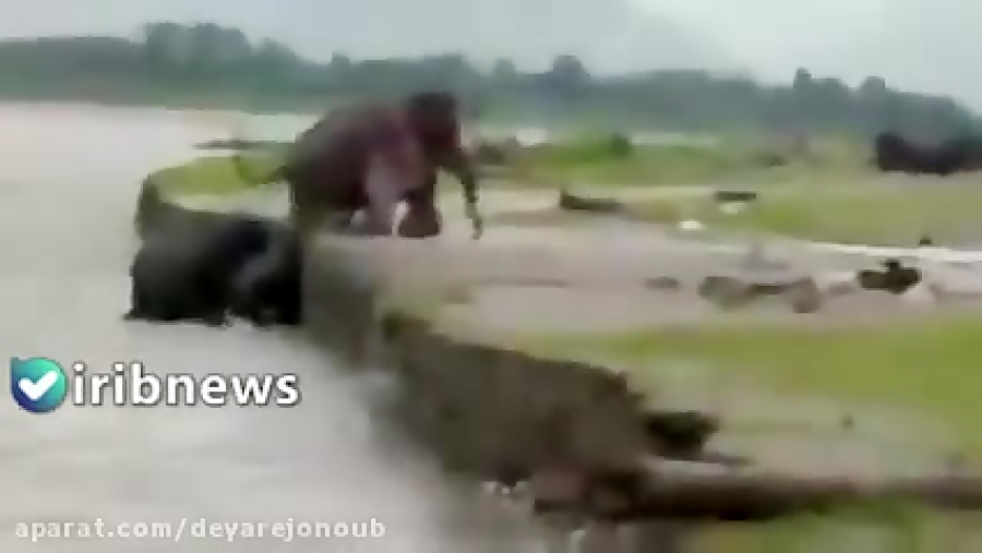 تلاش فیل ها برای نجات گوساله