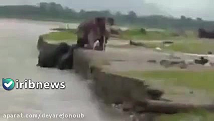 تلاش فیل ها برای نجات گوساله