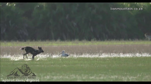 حیات وحش، تلاش بی نتیجه سگ وحش...