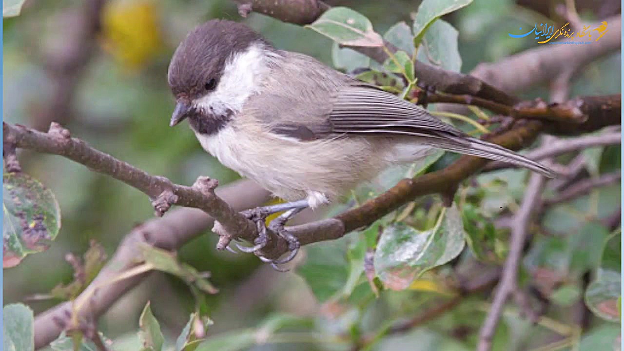 چرخ ریسک هیرکانی