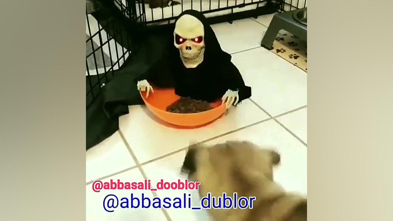 سگ حامله بیچاره  ترسوندن سگ حا...