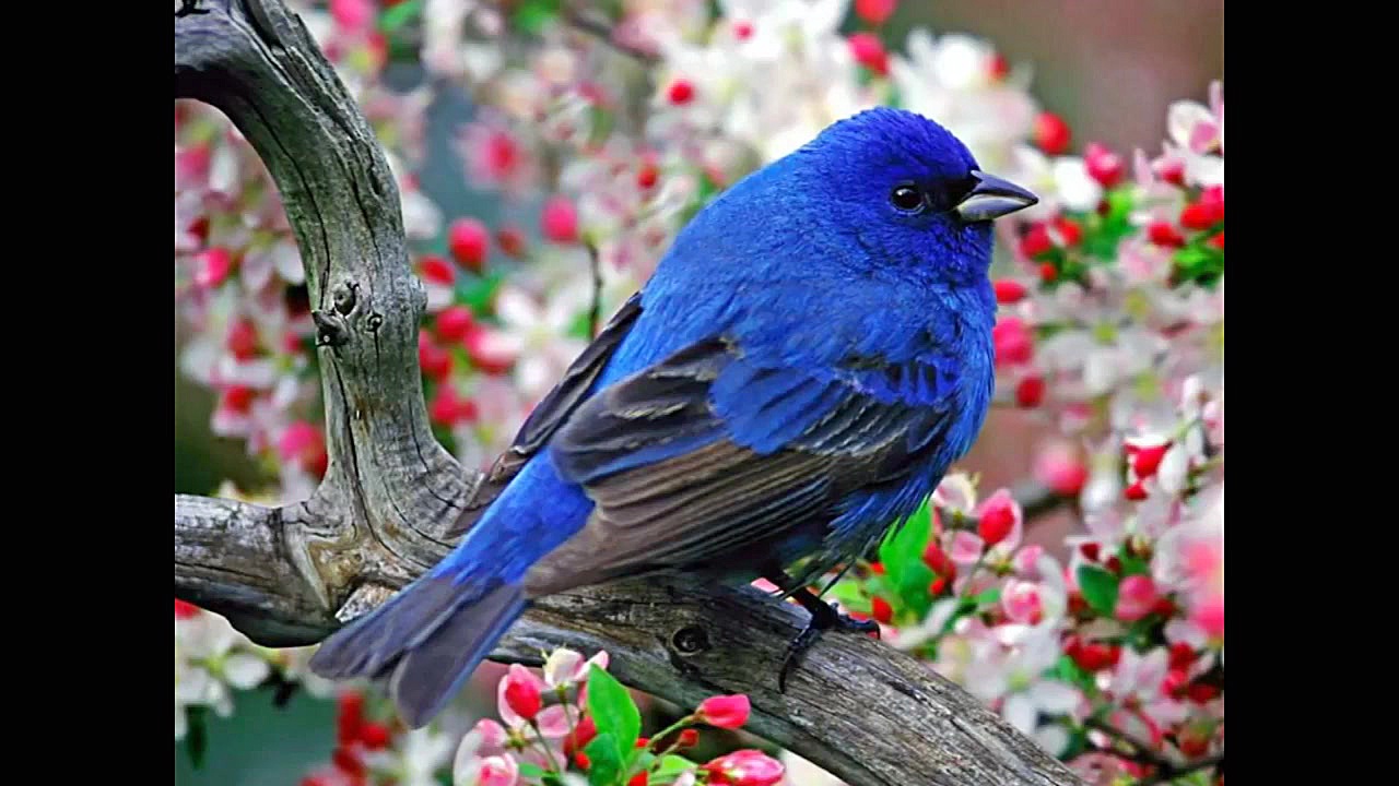 آهنگ افغانی  جمشید پروانی