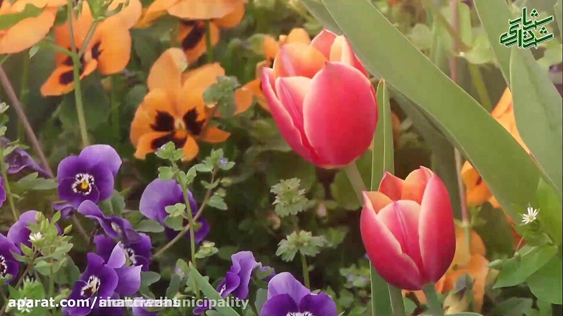 تبریک عید قربان  تبریک فرا رسی...