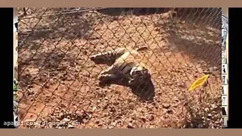 لحظاتی از شیر و ببر  حیات وحش