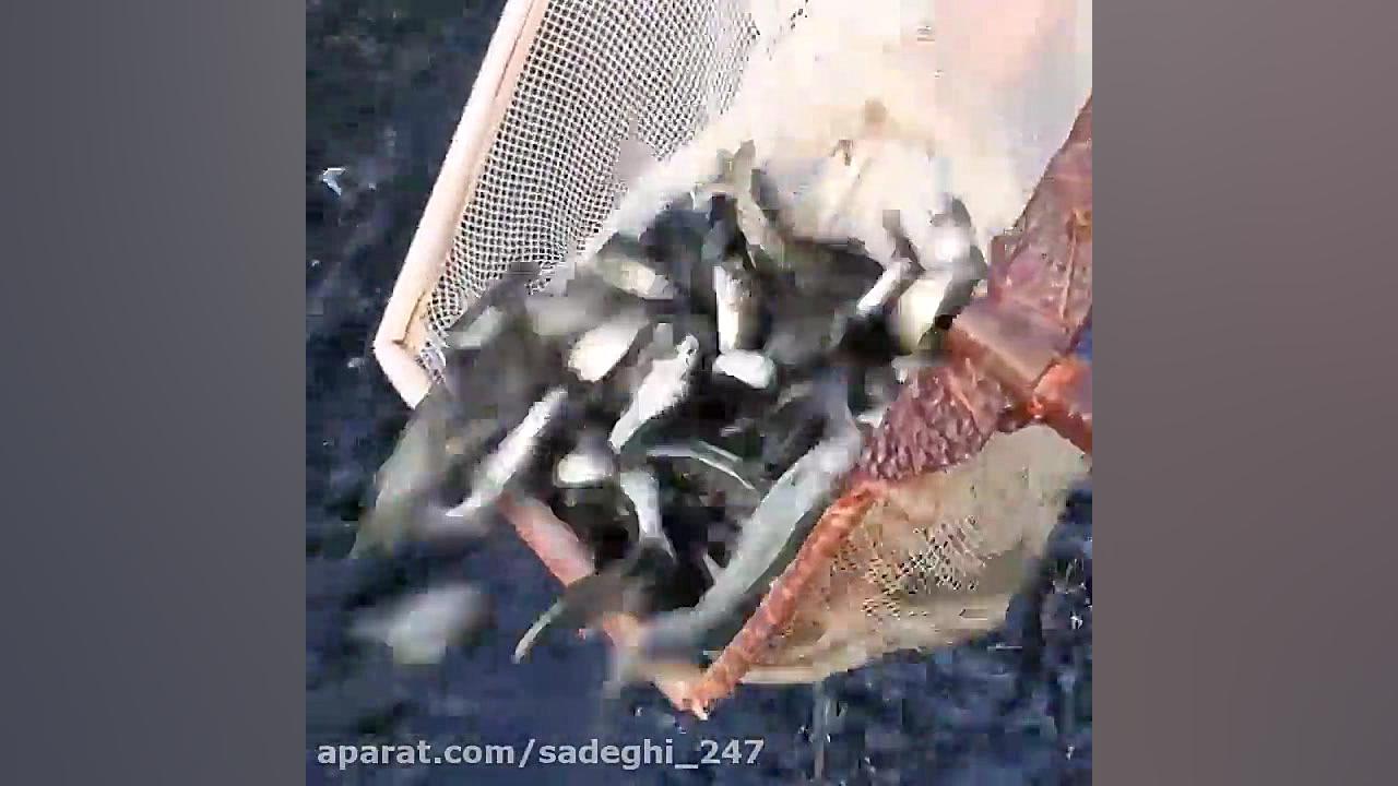 ماهی قزل آلا درشت