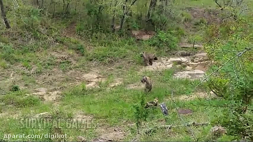 حیات وحش، حمله سگ های وحشی به...