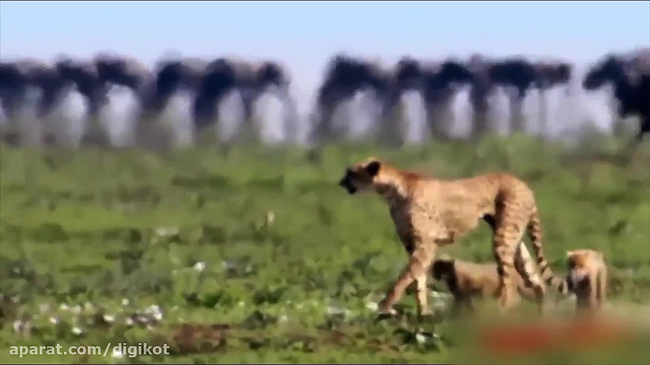 حیات وحش، حمله شیر و پلنگ به گ...