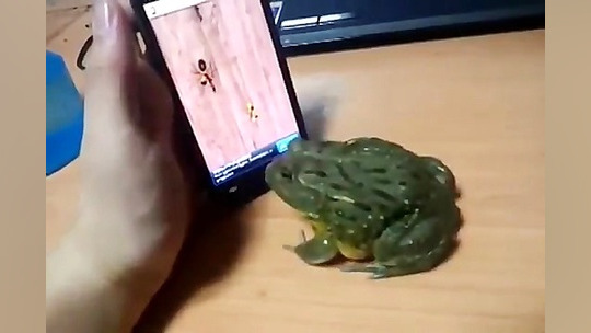 سرکار گذاشتن غورباقه