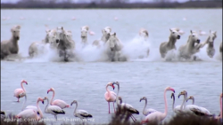 وقتی اسب به تمساح حمله می کند...