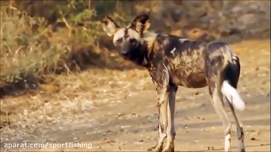 فیلم مستند شکار بوفالوها توسط...