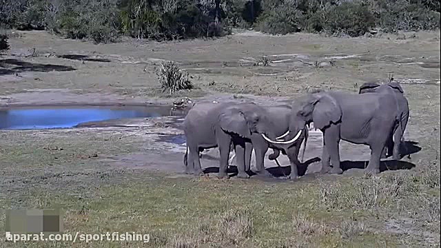 فیلم مستند شکار بوفالوها توسط...