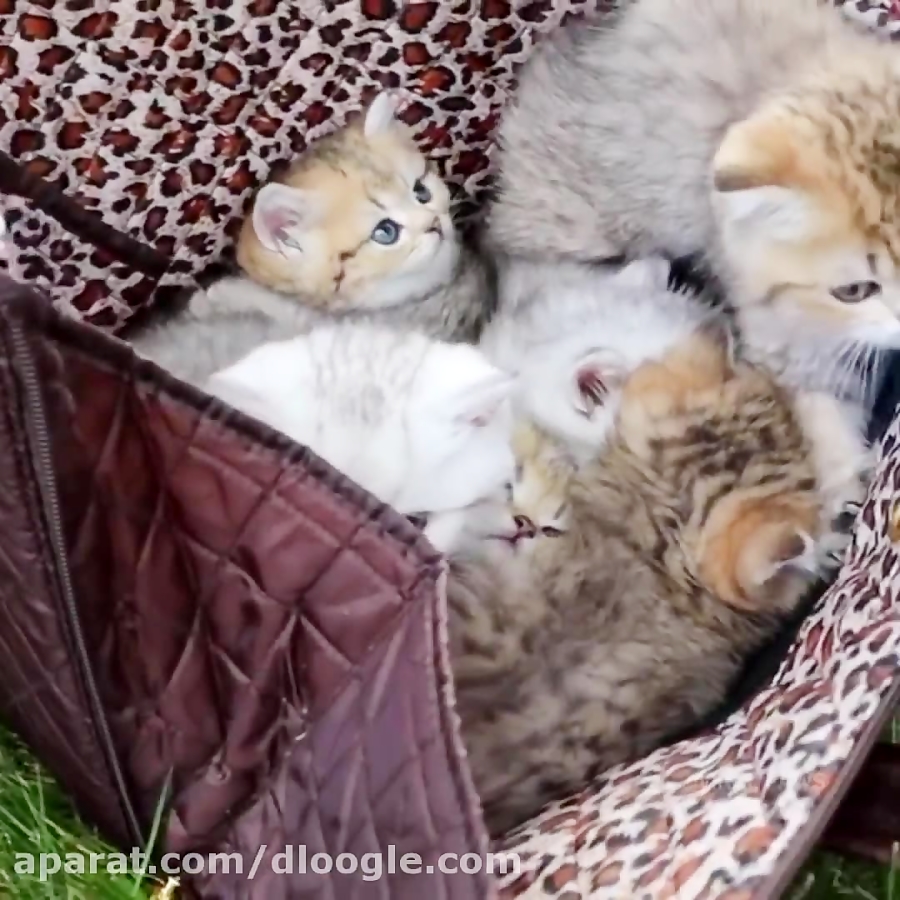 بازیگوشی گربه های خانگی  بچه گ...
