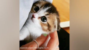 بازی با بچه گربه های خانگی  گر...