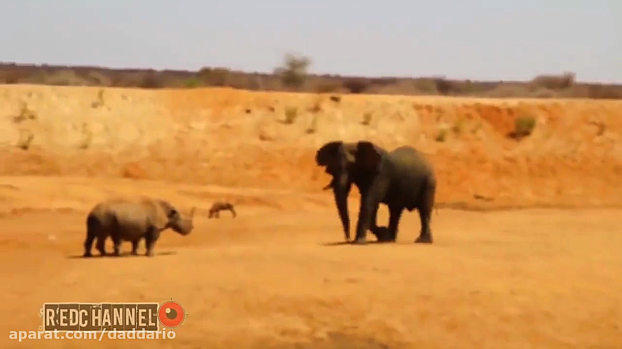 مستند حیات وحش | شکار مار پیتو...