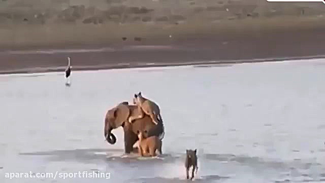 فیلم مستند از مجموعه حملات شیر...