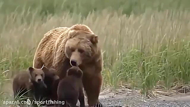 مسخره بازی میمونهای افریقایی ع...