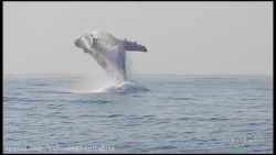 نهنگ هوپک 40 تن پریدن او از زی...