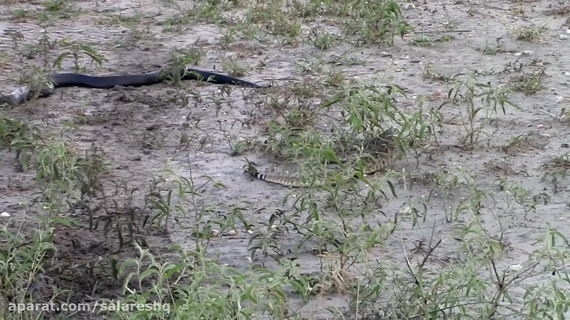 حیات وحش ترسناک | ترسناکترین ن...