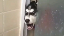 کلیپ طنز خنده دار باحال .... (...