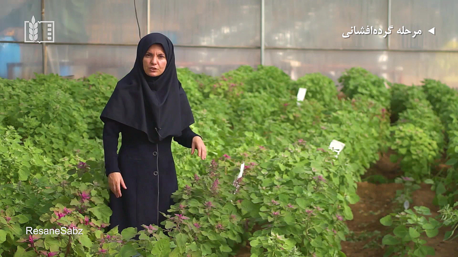 داشت و برداشت کینوآ (قسمت دوم)