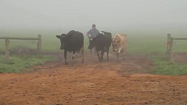 معاینه سم گاو و سم چینی