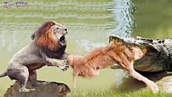 مستند حیات وحش نبرد فیل با کرگ...