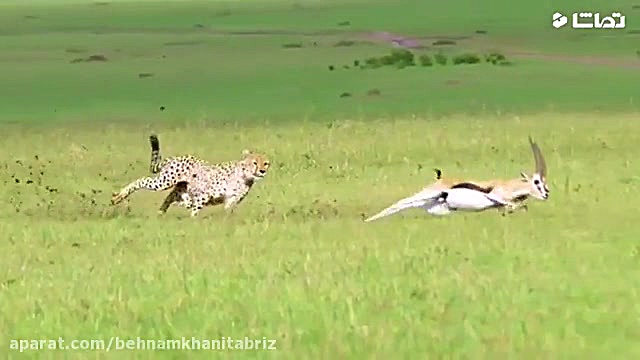 مستند زیبا از آهوی که به دام ی...