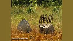 کارتون زندگی حشرات | قسمت 37