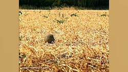 کارتون زندگی حشرات | قسمت 38