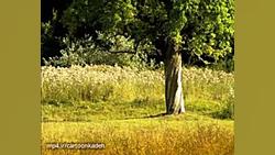 کارتون زندگی حشرات | قسمت 39