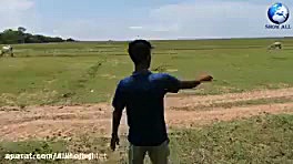 تله باحال پرنده