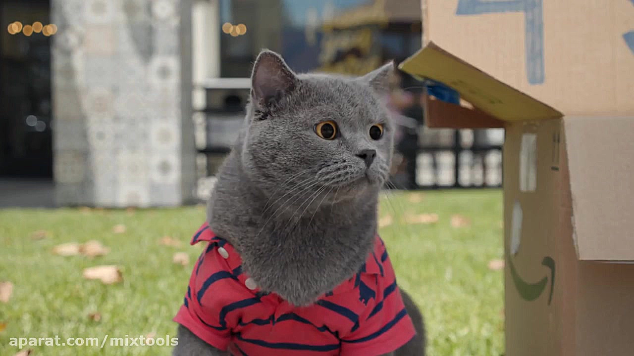 واییی گربه چقدر نازه