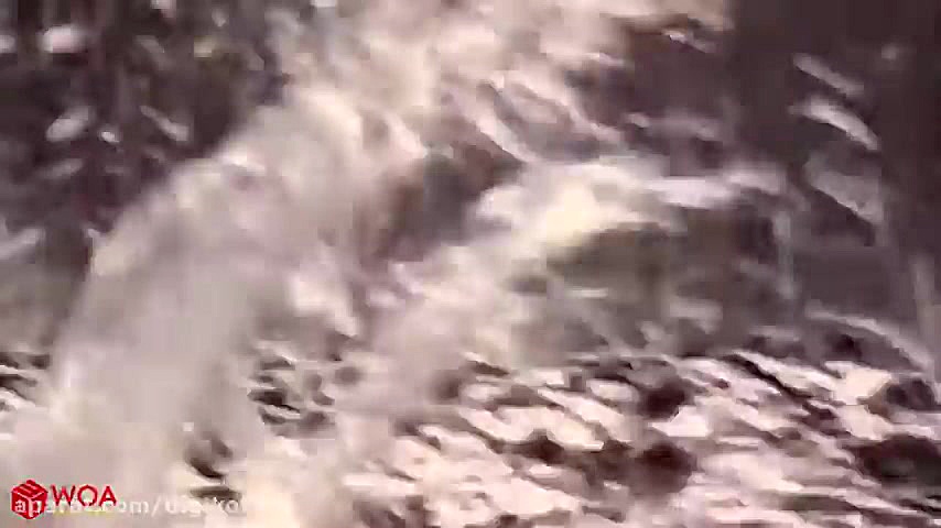 حیات وحش، حمله اسب آبی به کروک...