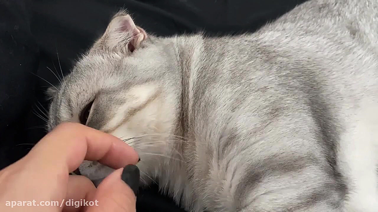 لوس شدن مایکی، گربه ختن