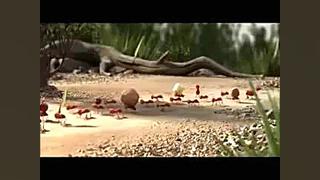 انیمیشن طنز کار تیمی