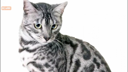 10 مورد خطرناک ترین گربه های گ...