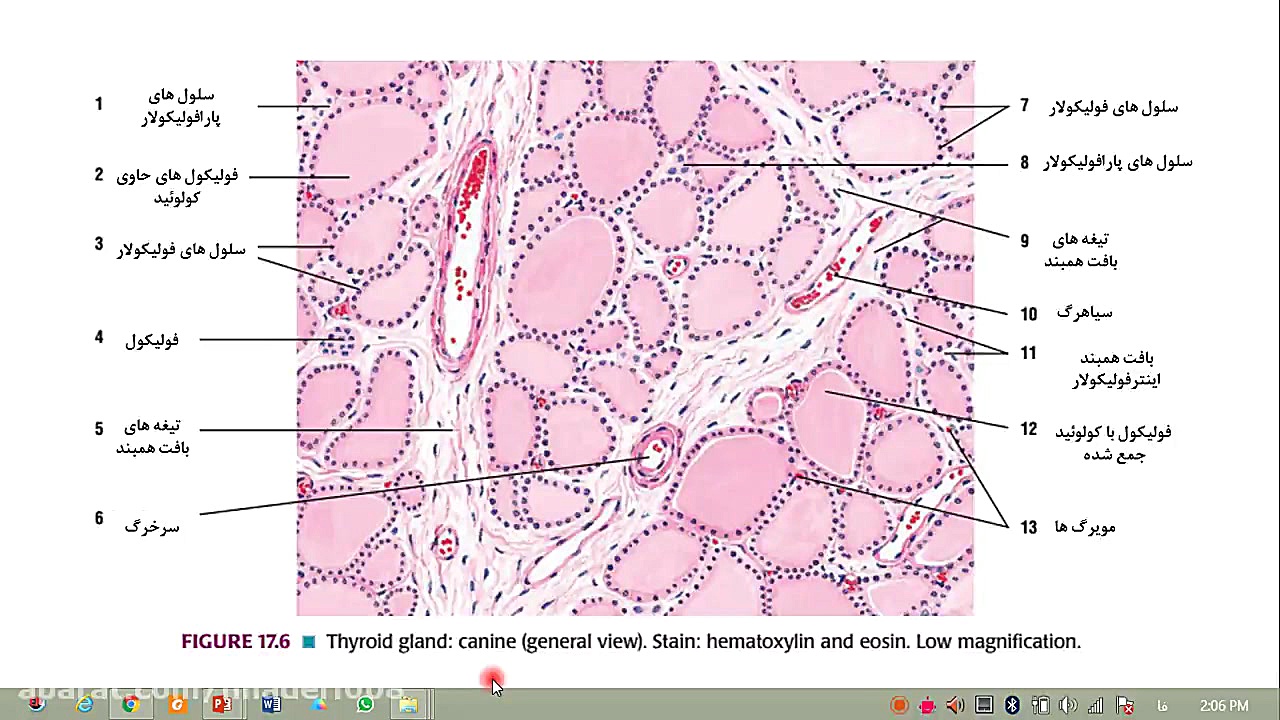 آزمایشگاه بافت شناسی جانوری غد...
