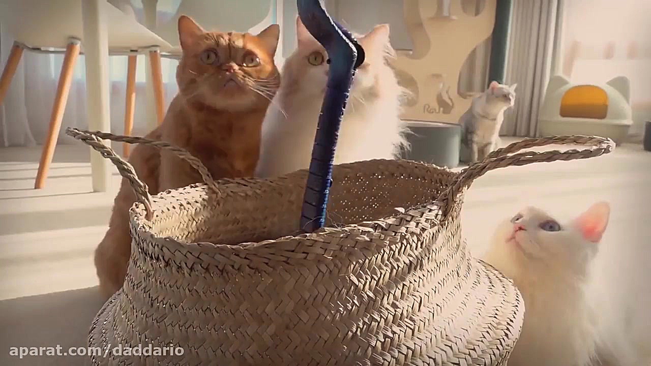 واکنش جالب گربه های خانگی به م...