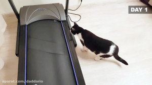 واکنش جالب گربه خانگی به تردمی...