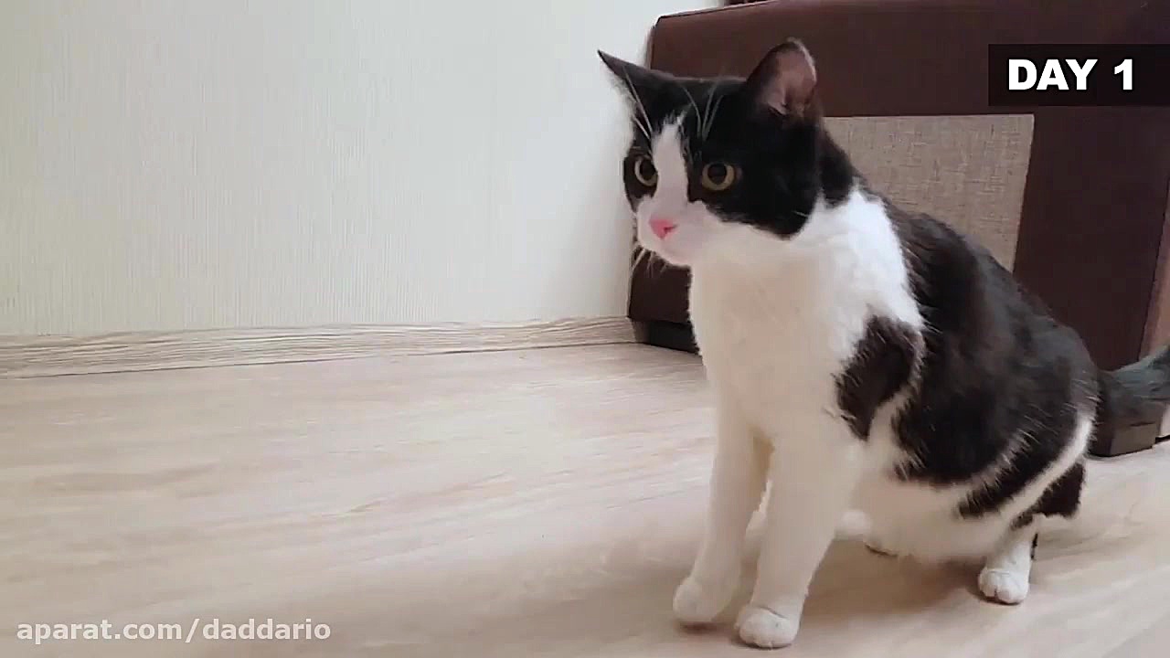 واکنش جالب گربه خانگی به تردمی...