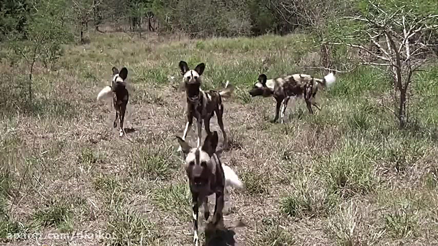 حیات وحش، نبرد وحشتناک بین سگ...