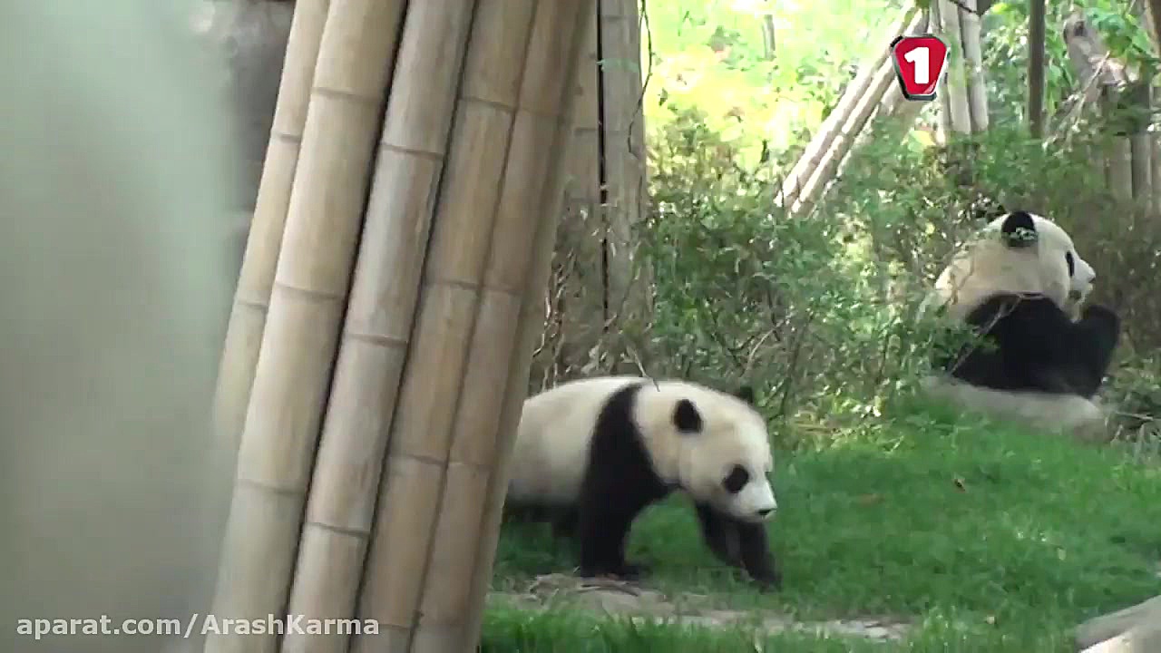 کلیپ جالب از کمپانی خودرویی جی...