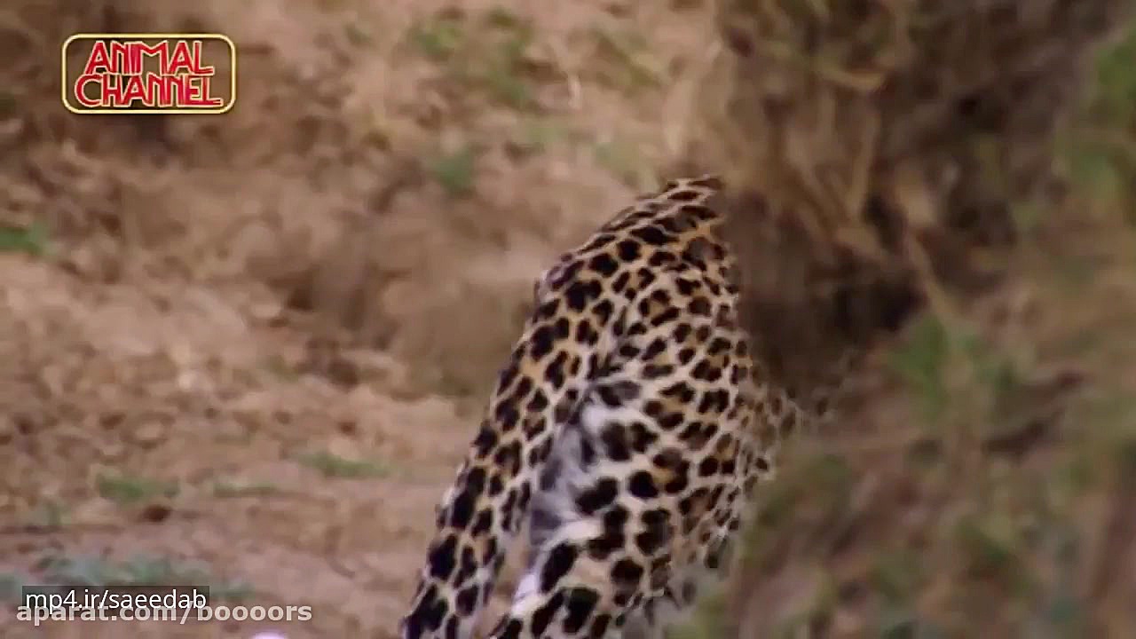 بیرحمانه ترین شکارهای حیات وحش